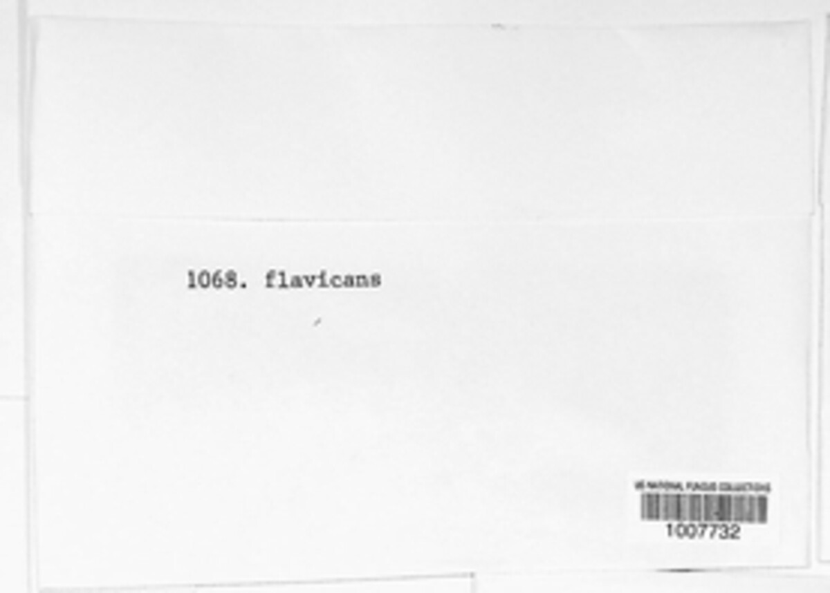 Sporotrichum flavicans image